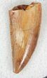 Very Large, Serrated Raptor Tooth From Morocco - #22985-1